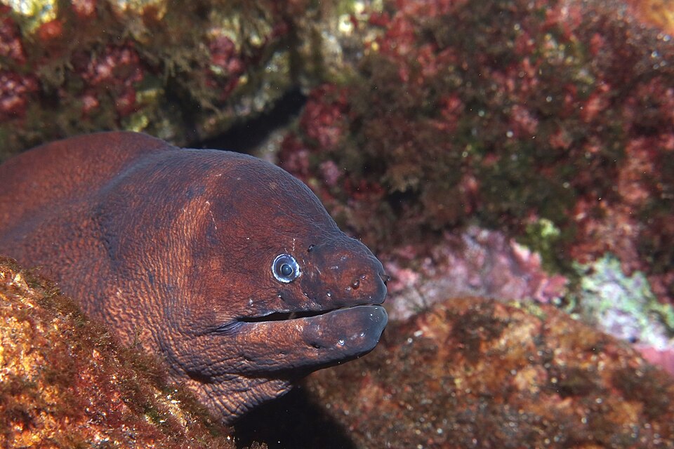 ภาพ ปลาไหลมอเรย์ unicolor (Gymnothorax unicolor)