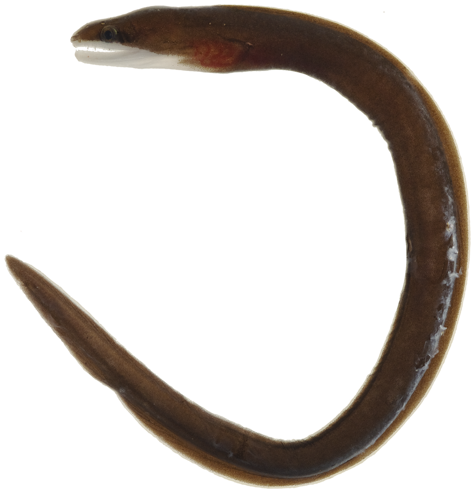 ภาพ ปลาไหลมอเรย์น้ำตาล (Gymnothorax vicinus)