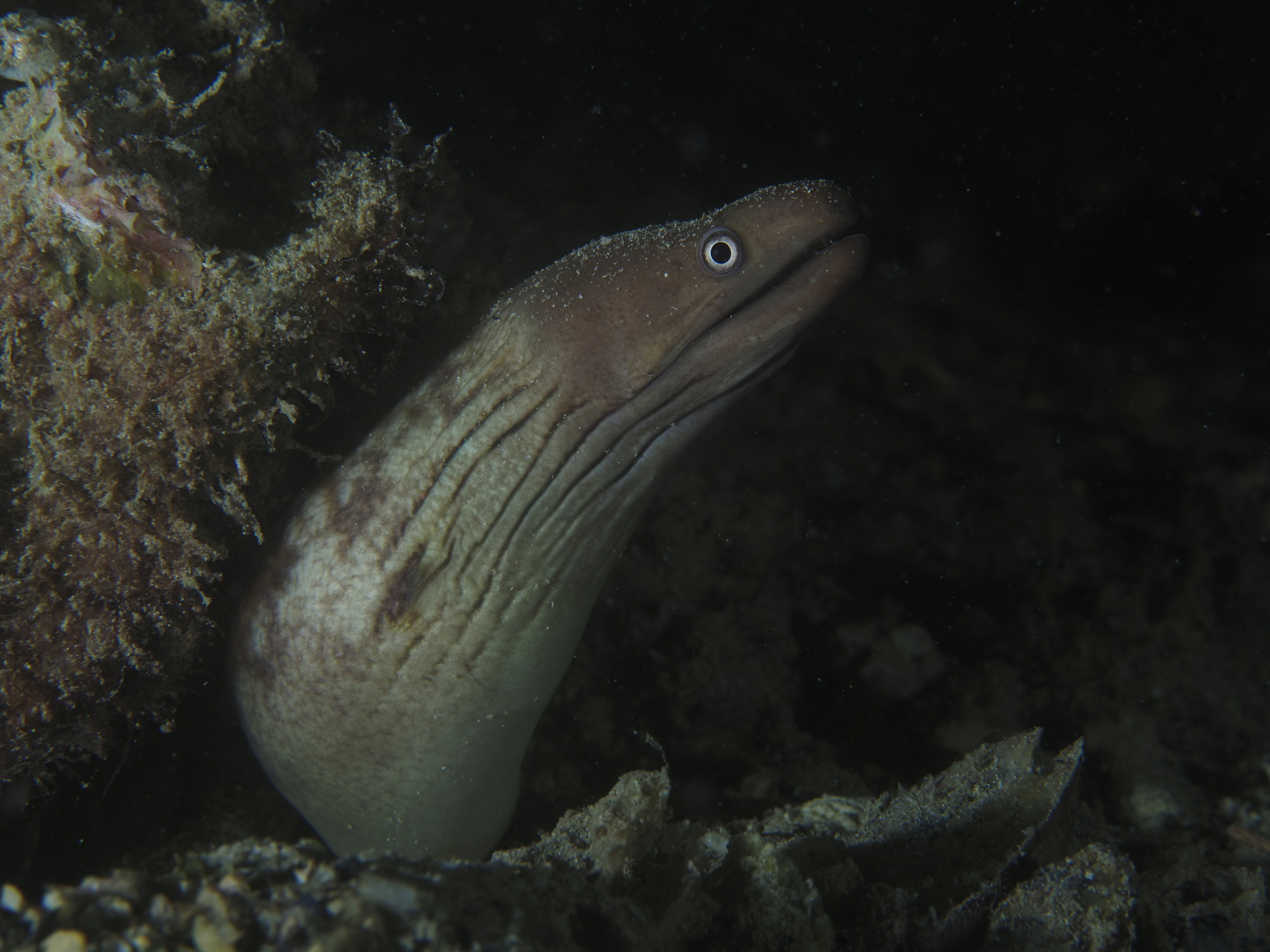 ภาพ ปลาไหลมอเรย์ woodwardi (Gymnothorax woodwardi)