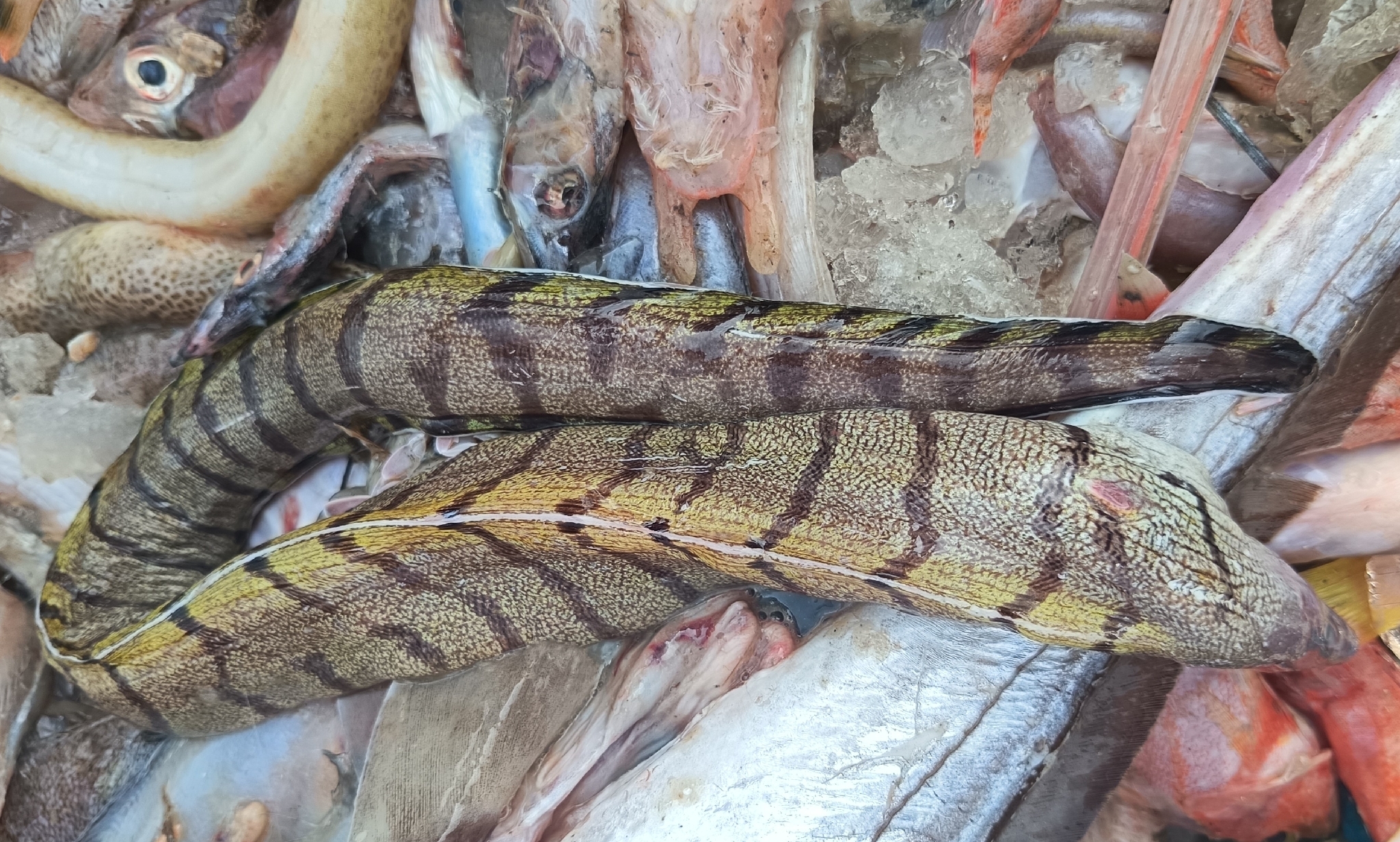 ภาพ ปลาไหลมอเรย์ ypsilon (Gymnothorax ypsilon)