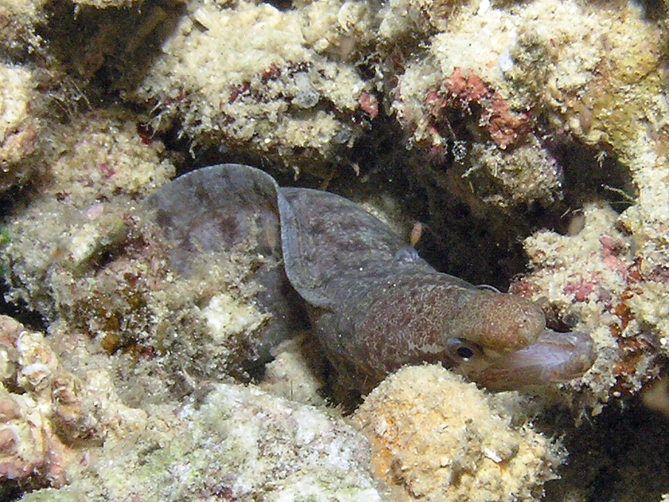 ภาพ ปลาไหลมอเรย์ zonipectis (Gymnothorax zonipectis)