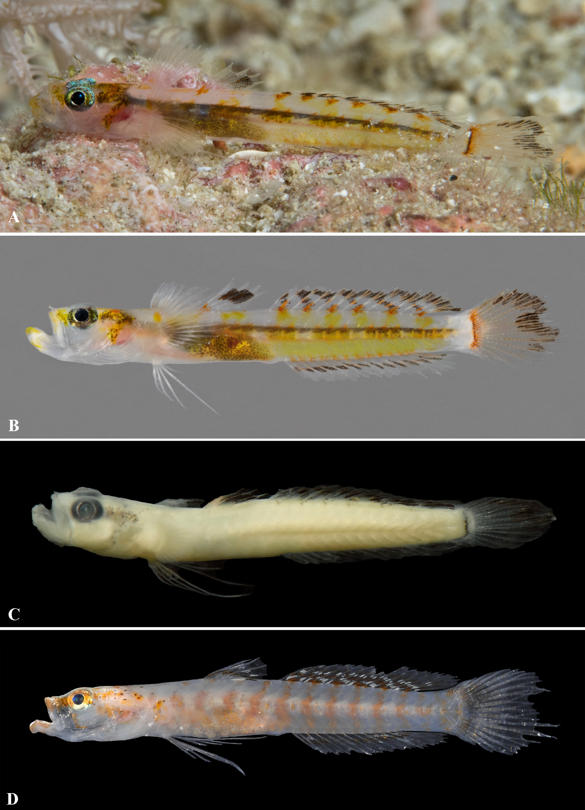 ภาพ ปลา flavicinctus (Gymnoxenisthmus flavicinctus)