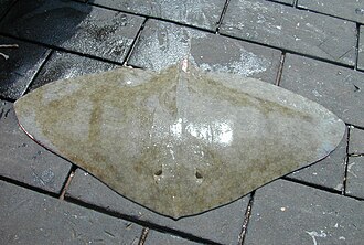 ภาพ ปลา altavela (Gymnura altavela)