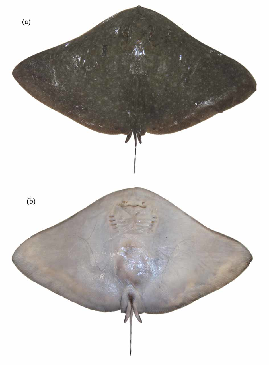 ภาพ ปลา australis (Gymnura australis)