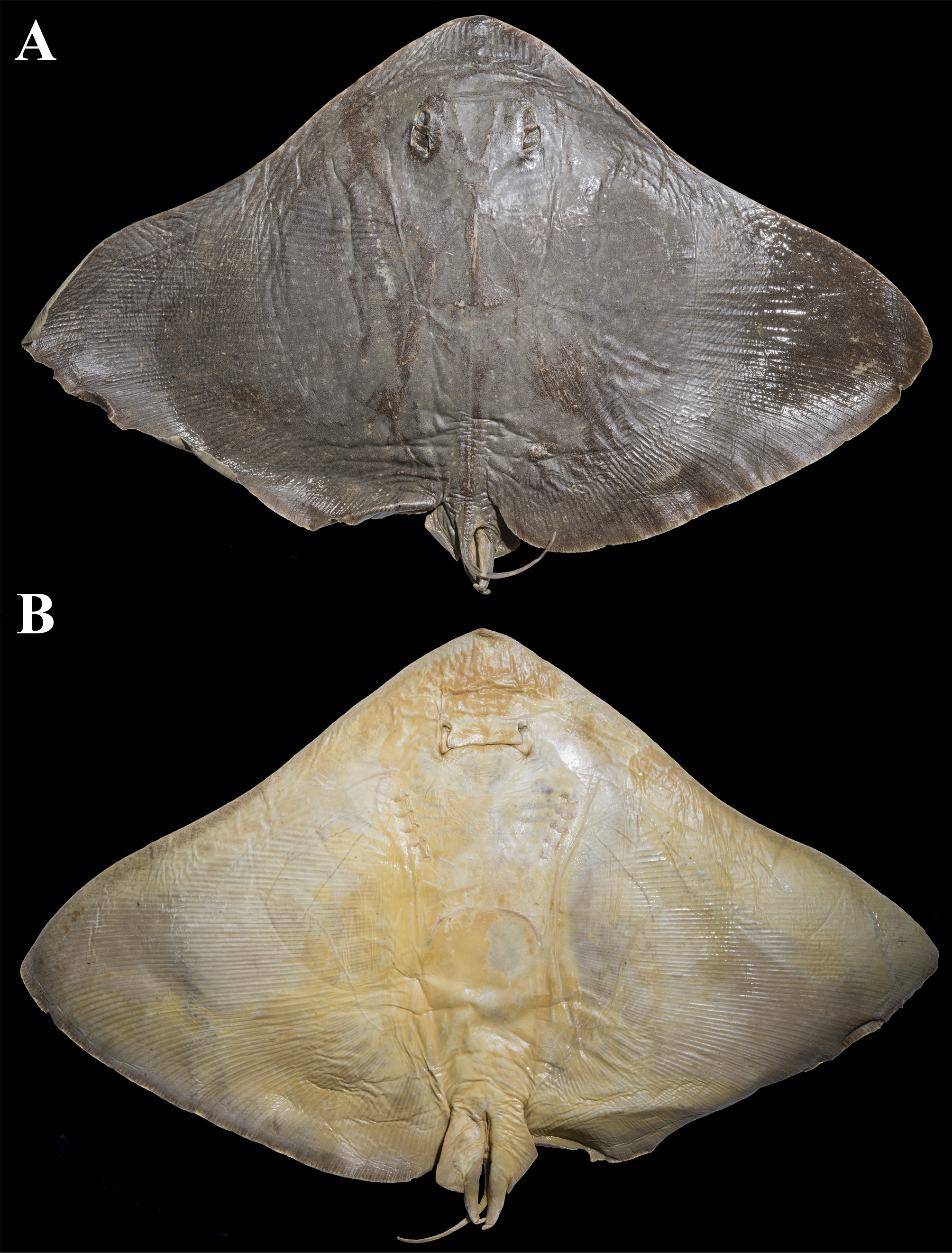 ภาพ ปลา lessae (Gymnura lessae)
