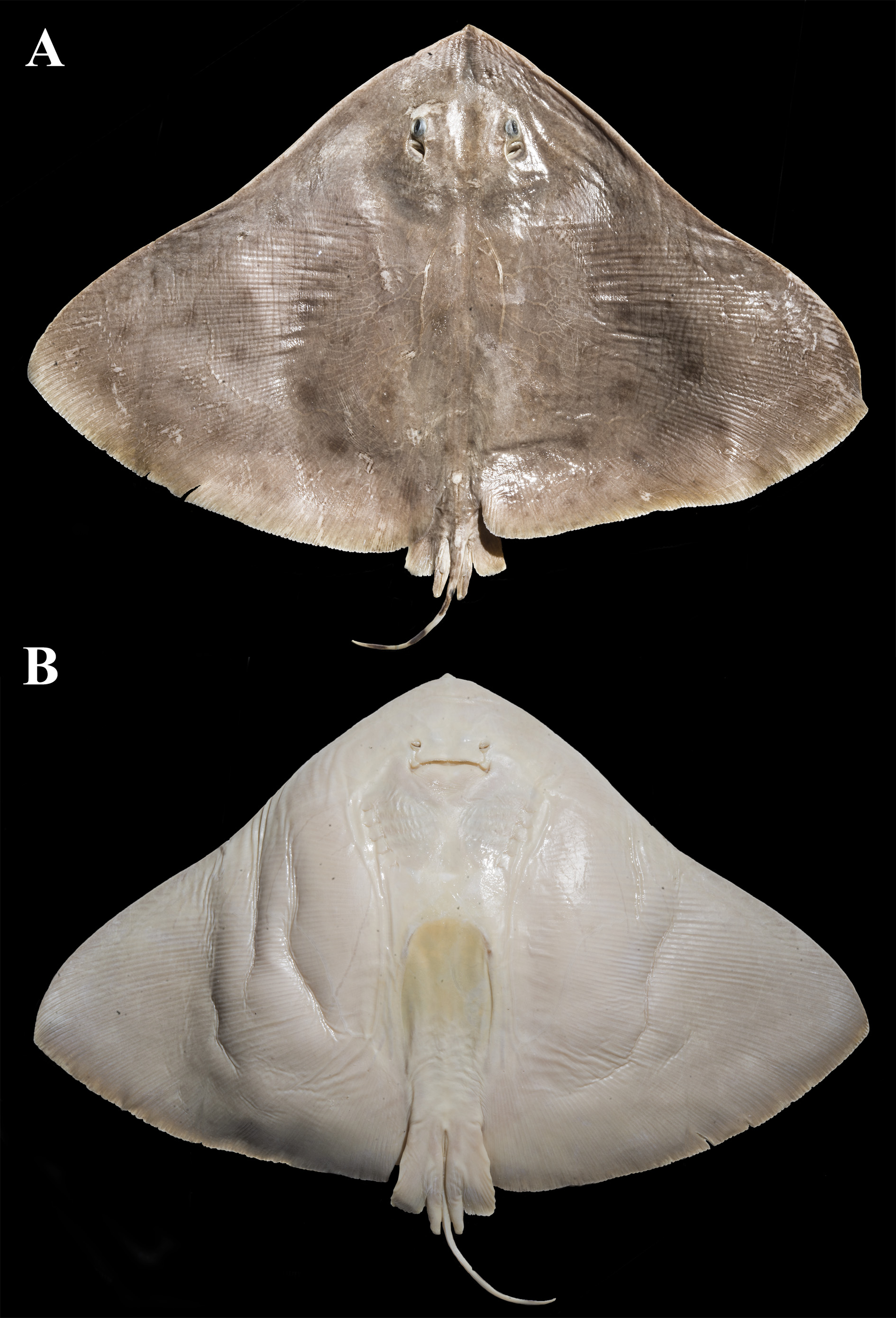 ภาพ ปลา micrura (Gymnura micrura)
