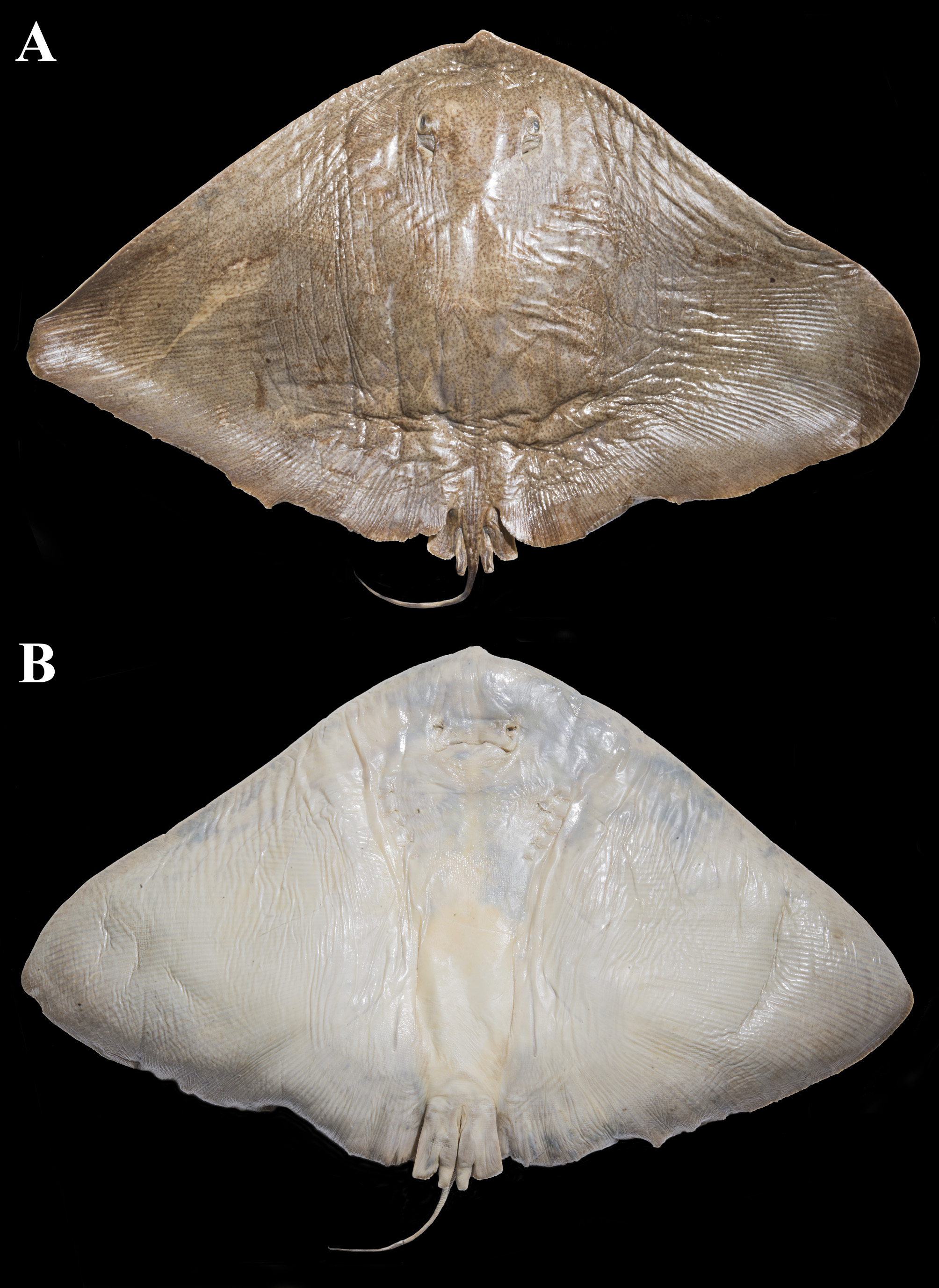 ภาพ ปลา sereti (Gymnura sereti)