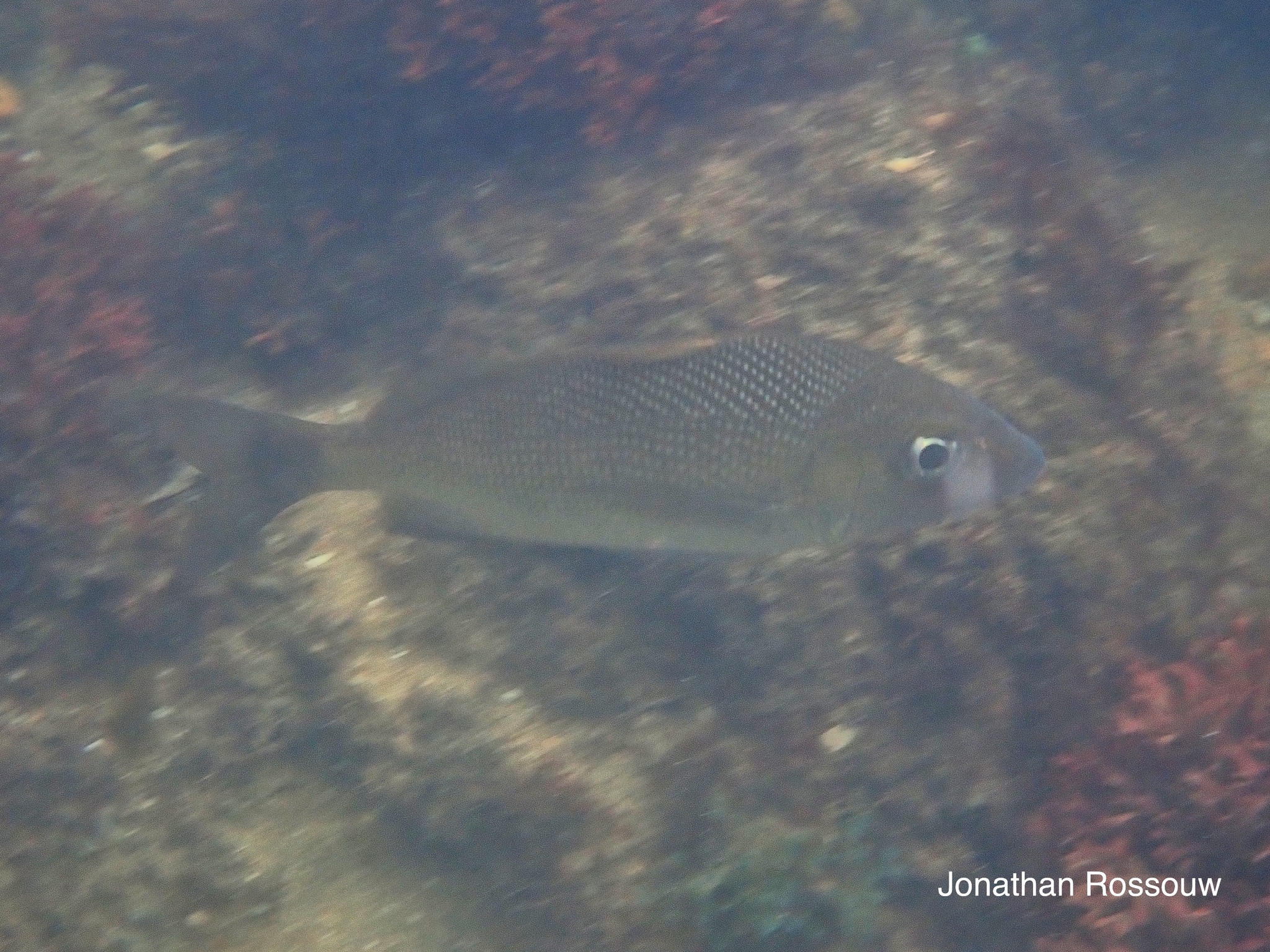 ภาพ ปลากรันต์แอตแลนติก (Haemulon atlanticus)