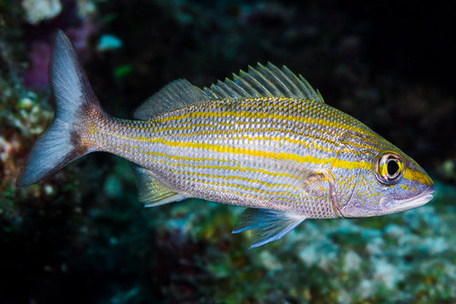 ภาพ ปลากรันต์ aurolineatum (Haemulon aurolineatum)