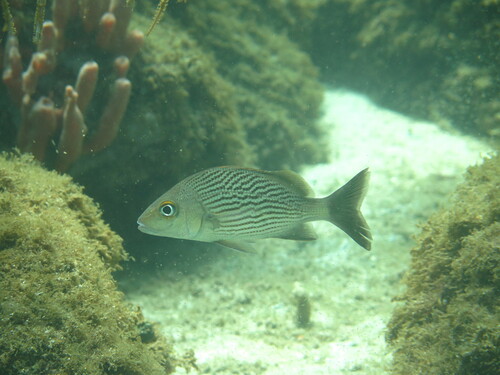 ภาพ ปลากรันต์ bonariense (Haemulon bonariense)