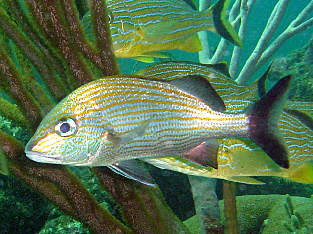 ภาพ ปลากรันต์ carbonarium (Haemulon carbonarium)