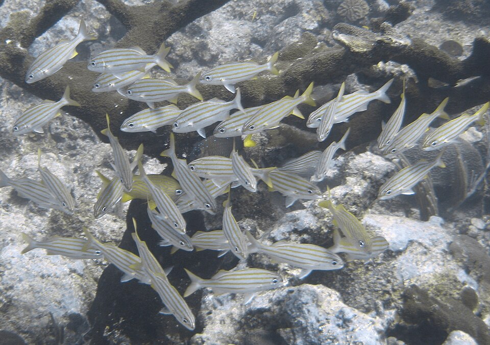 ภาพ ปลากรันต์ chrysargyreum (Haemulon chrysargyreum)