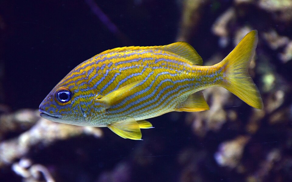 ภาพ ปลากรันต์เหลือง (Haemulon flavolineatum)