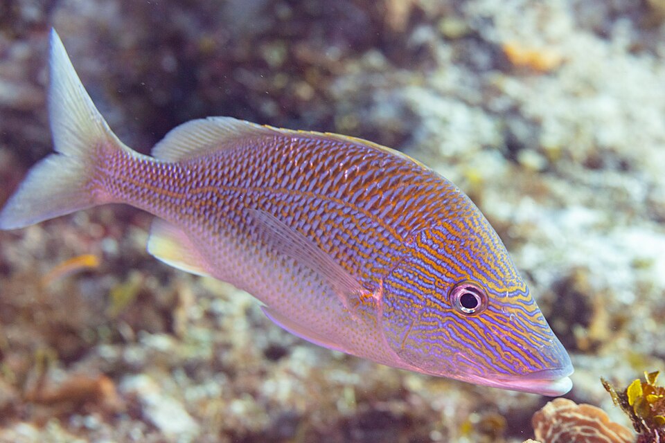 ภาพ ปลากรันต์ plumierii (Haemulon plumierii)
