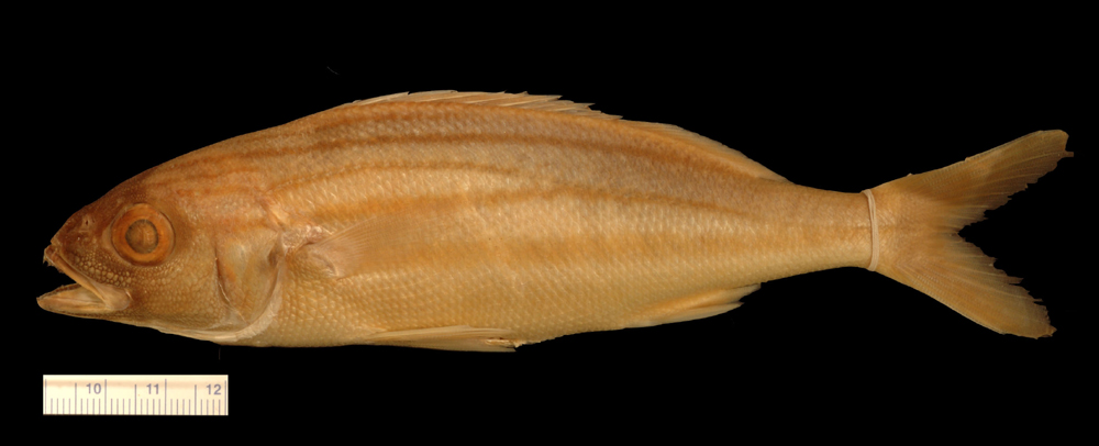 ภาพ ปลากรันต์ quinquelineatum (Haemulon quinquelineatum)