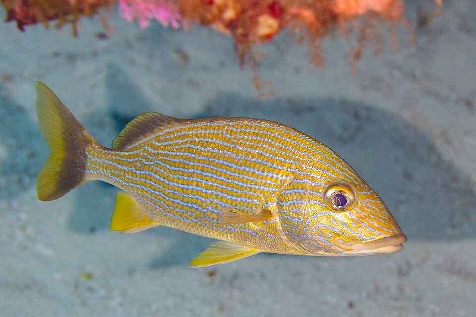 ภาพ ปลากรันต์ sciurus (Haemulon sciurus)