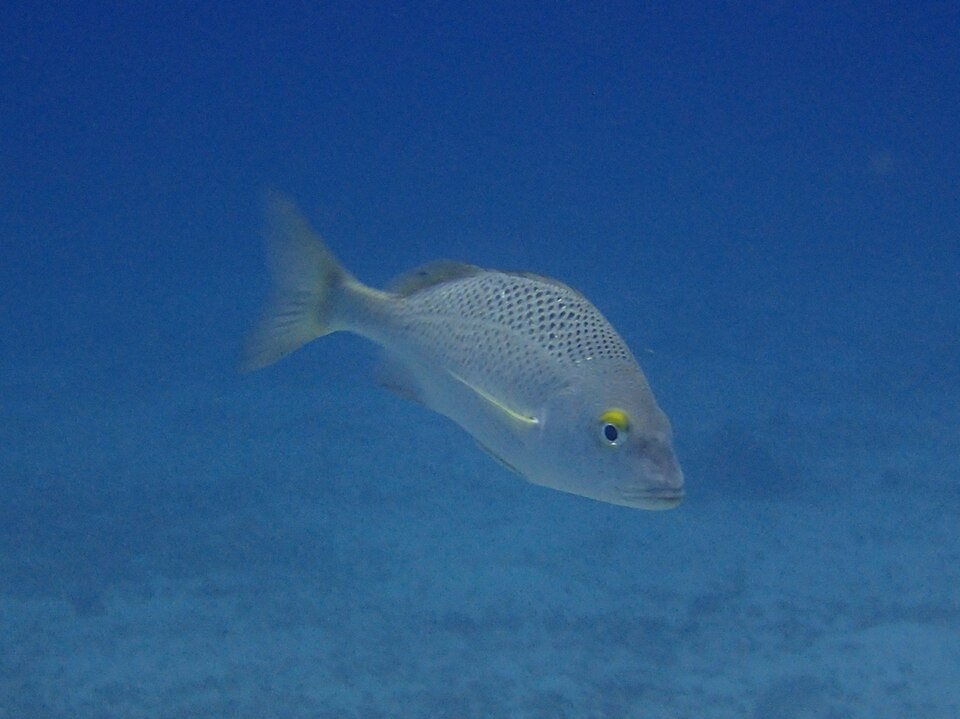 ภาพ ปลากรันต์ scudderii (Haemulon scudderii)
