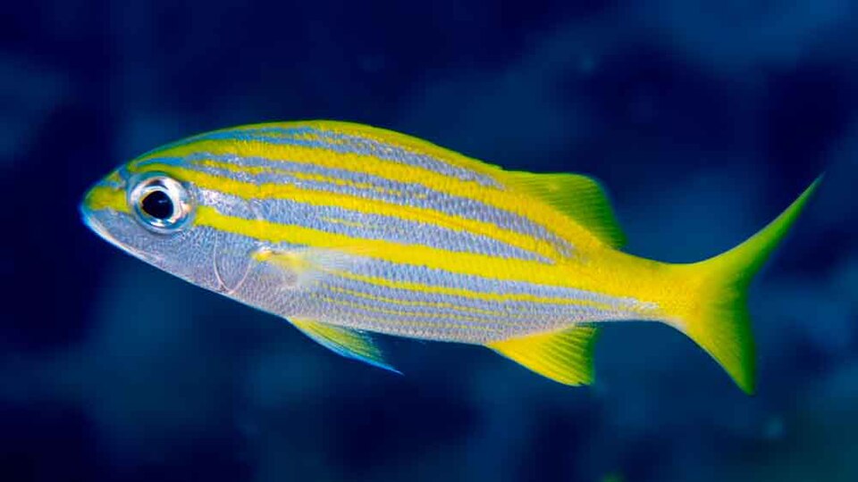 ภาพ ปลากรันต์ squamipinna (Haemulon squamipinna)