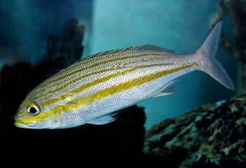ภาพ ปลากรันต์ธรรมดา (Haemulon striatum)