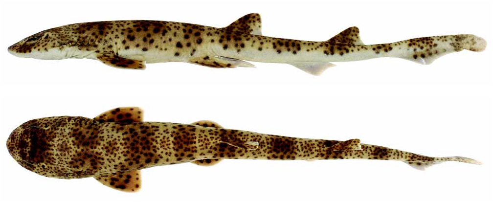 ภาพ ปลา maculosus (Halaelurus maculosus)