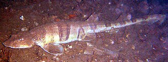 ภาพ ปลา natalensis (Halaelurus natalensis)