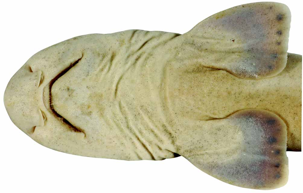 ภาพ ปลา sellus (Halaelurus sellus)