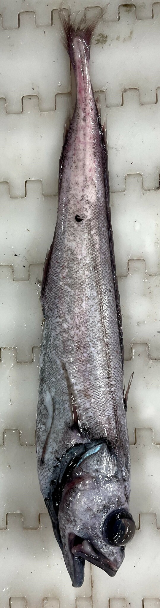 ภาพ ปลา johnsonii (Halargyreus johnsonii)