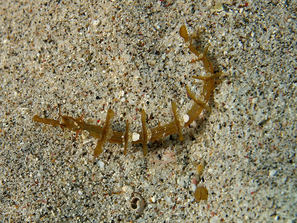 ภาพ ปลาจิ้มฟันจระเข้ลวดลายวิจิตร (Halicampus macrorhynchus)