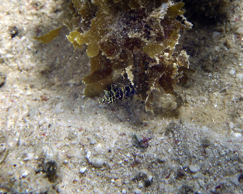 ภาพ ปลาจิ้มฟันจระเข้ nitidus (Halicampus nitidus)