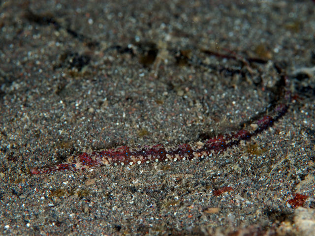 ภาพ ปลาจิ้มฟันจระเข้ลายดาว (Halicampus punctatus)