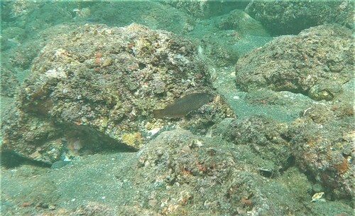 ภาพ ปลานกขุนทองป่าชายเลน (Halichoeres aestuaricola)