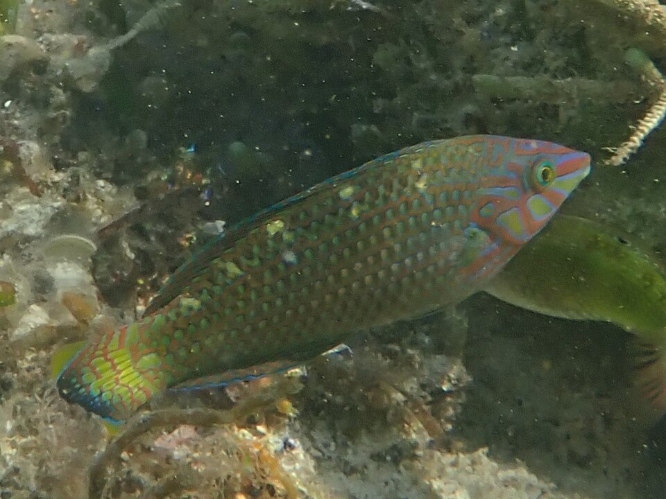 ภาพ ปลานกขุนทองลายจุด (Halichoeres argus)