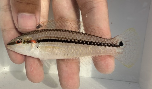 ภาพ ปลานกขุนทองแถบสองจุด (Halichoeres bicolor)