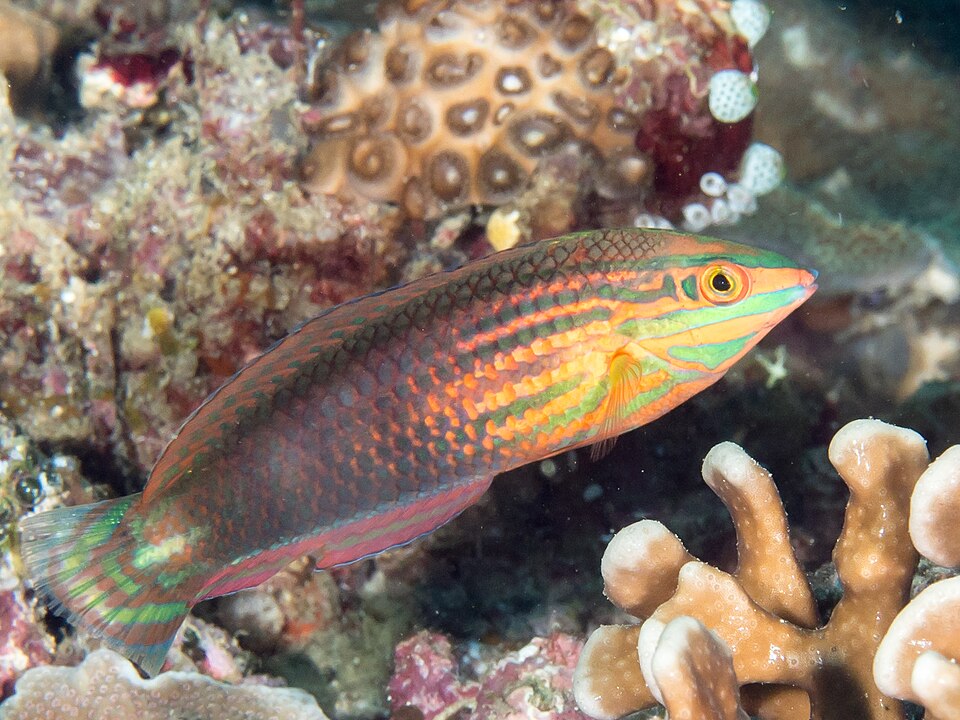 ภาพ ปลานกขุนทอง biocellatus (Halichoeres biocellatus)