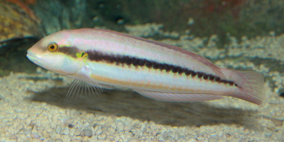 ภาพ ปลานกขุนทอง bivittatus (Halichoeres bivittatus)