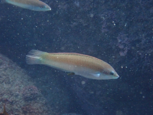 ภาพ ปลานกขุนทอง bleekeri (Halichoeres bleekeri)
