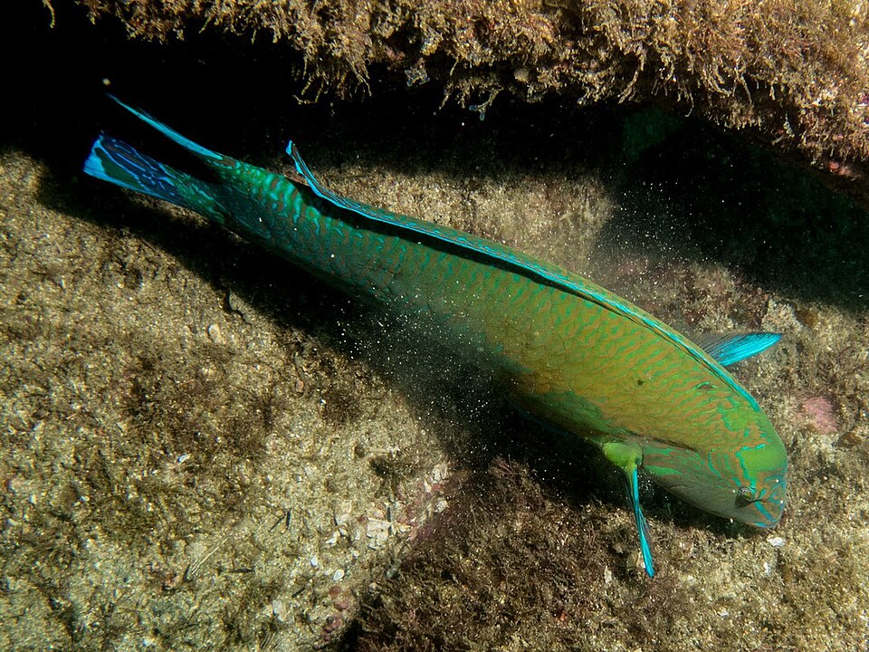 ภาพ ปลานกขุนทองบราซิล (Halichoeres brasiliensis)