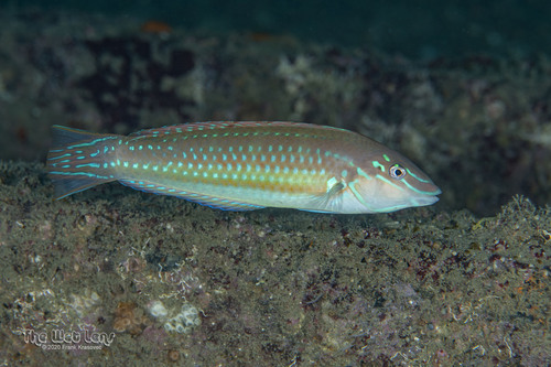 ภาพ ปลานกขุนทอง caudalis (Halichoeres caudalis)