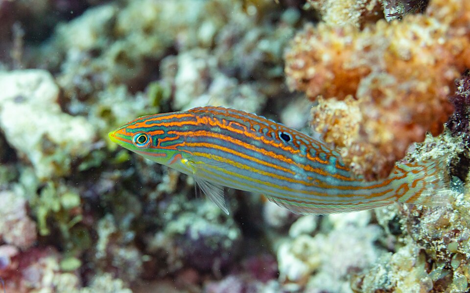 ภาพ ปลานกขุนทอง cosmetus (Halichoeres cosmetus)