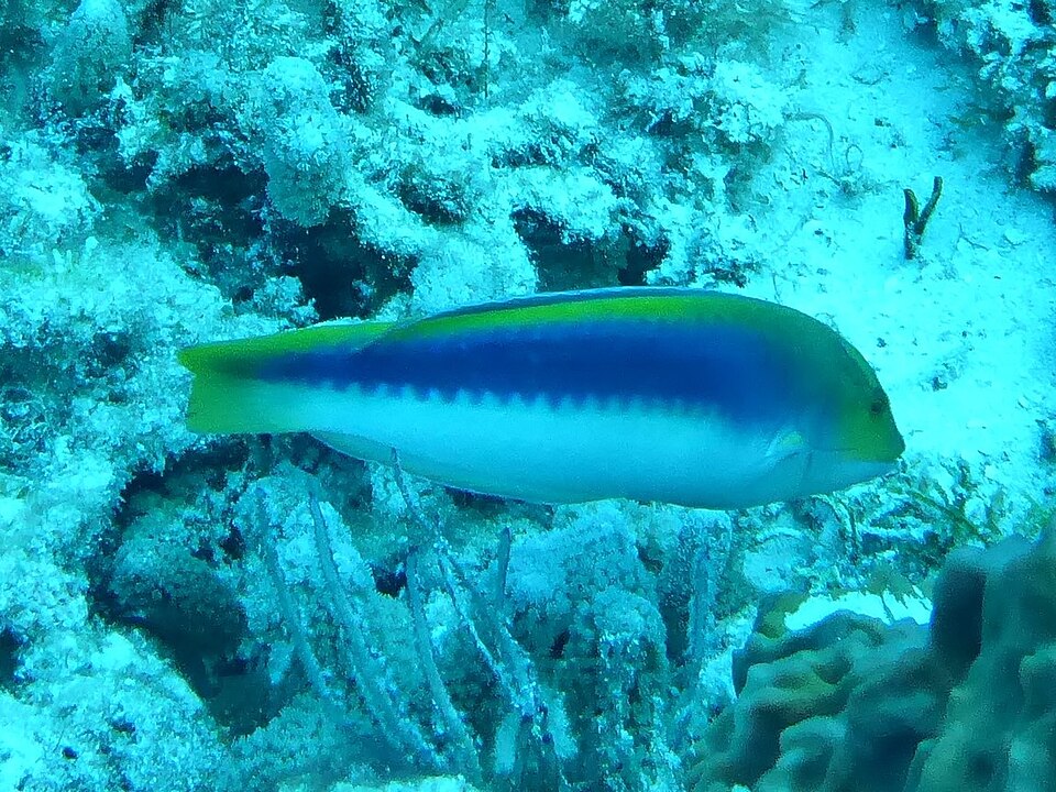 ภาพ ปลานกขุนทอง cyanocephalus (Halichoeres cyanocephalus)