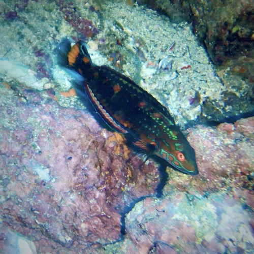 ภาพ ปลานกขุนทอง discolor (Halichoeres discolor)