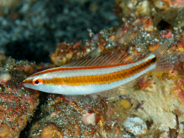 ภาพ ปลานกขุนทอง hartzfeldii (Halichoeres hartzfeldii)