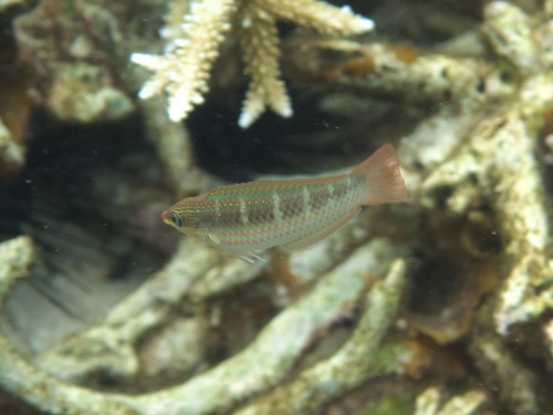 ภาพ ปลานกขุนทอง hilomeni (Halichoeres hilomeni)