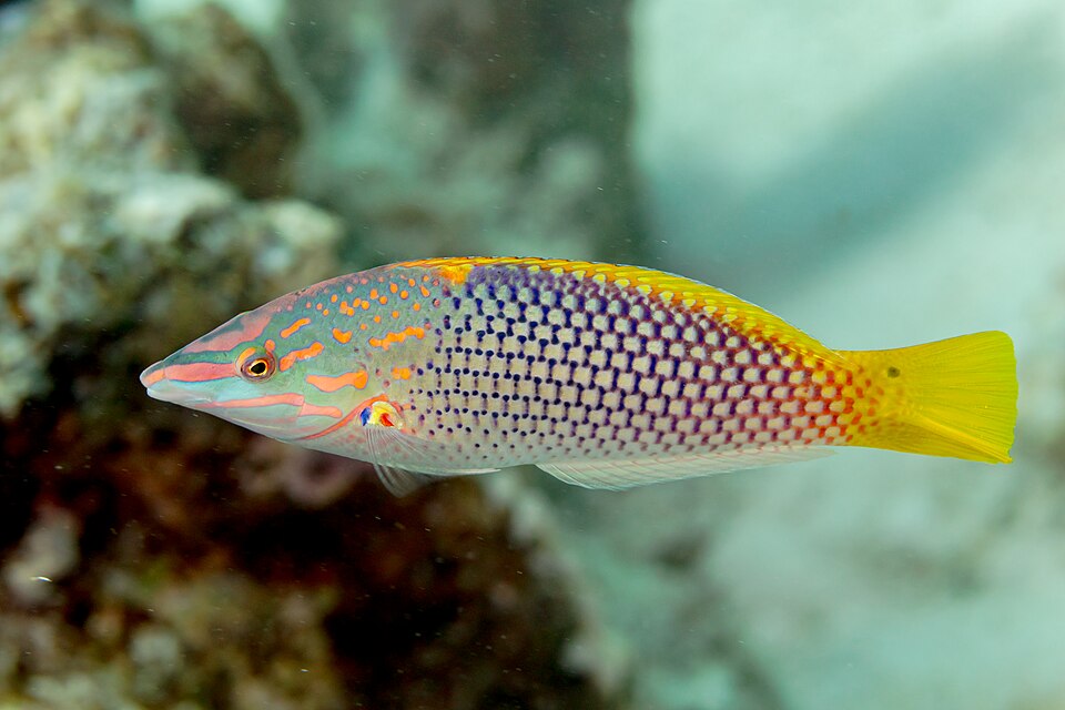 ภาพ ปลานกขุนทองตารางหมากรุก (Halichoeres hortulanus)