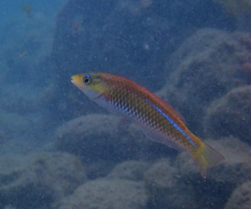 ภาพ ปลานกขุนทอง insularis (Halichoeres insularis)