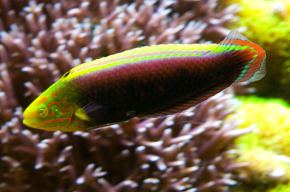 ภาพ ปลานกขุนทองสายรุ้ง (Halichoeres iridis)