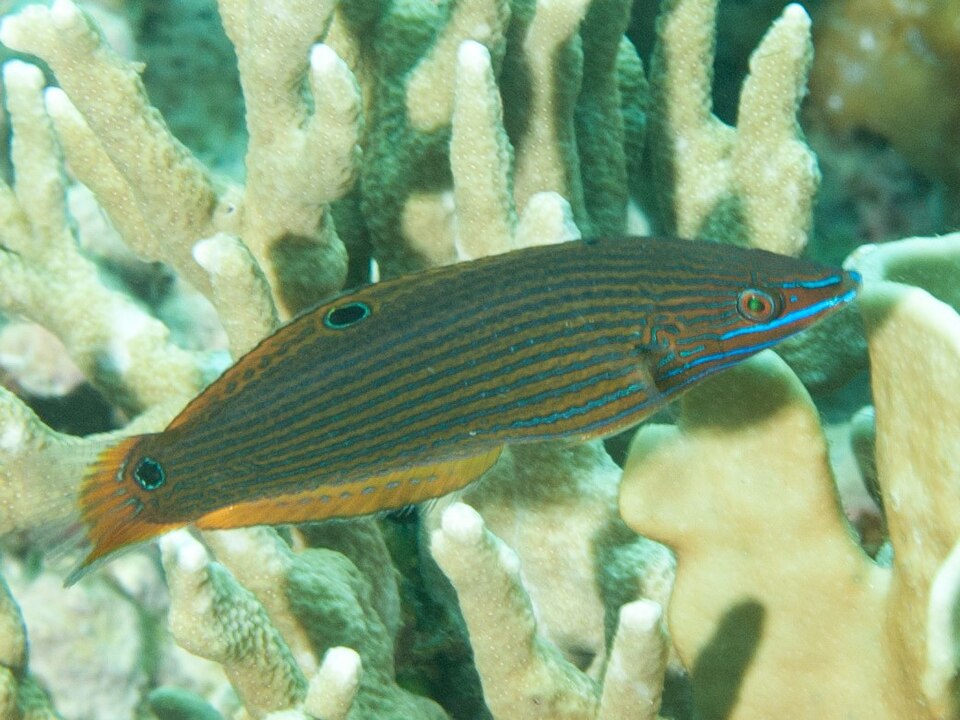 ภาพ ปลานกขุนทองชมพู (Halichoeres kallochroma)