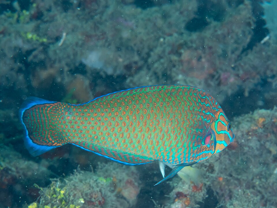 ภาพ ปลานกขุนทอง leucurus (Halichoeres leucurus)