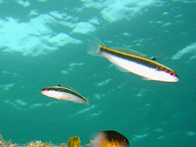 ภาพ ปลานกขุนทองตัวตลก (Halichoeres maculipinna)
