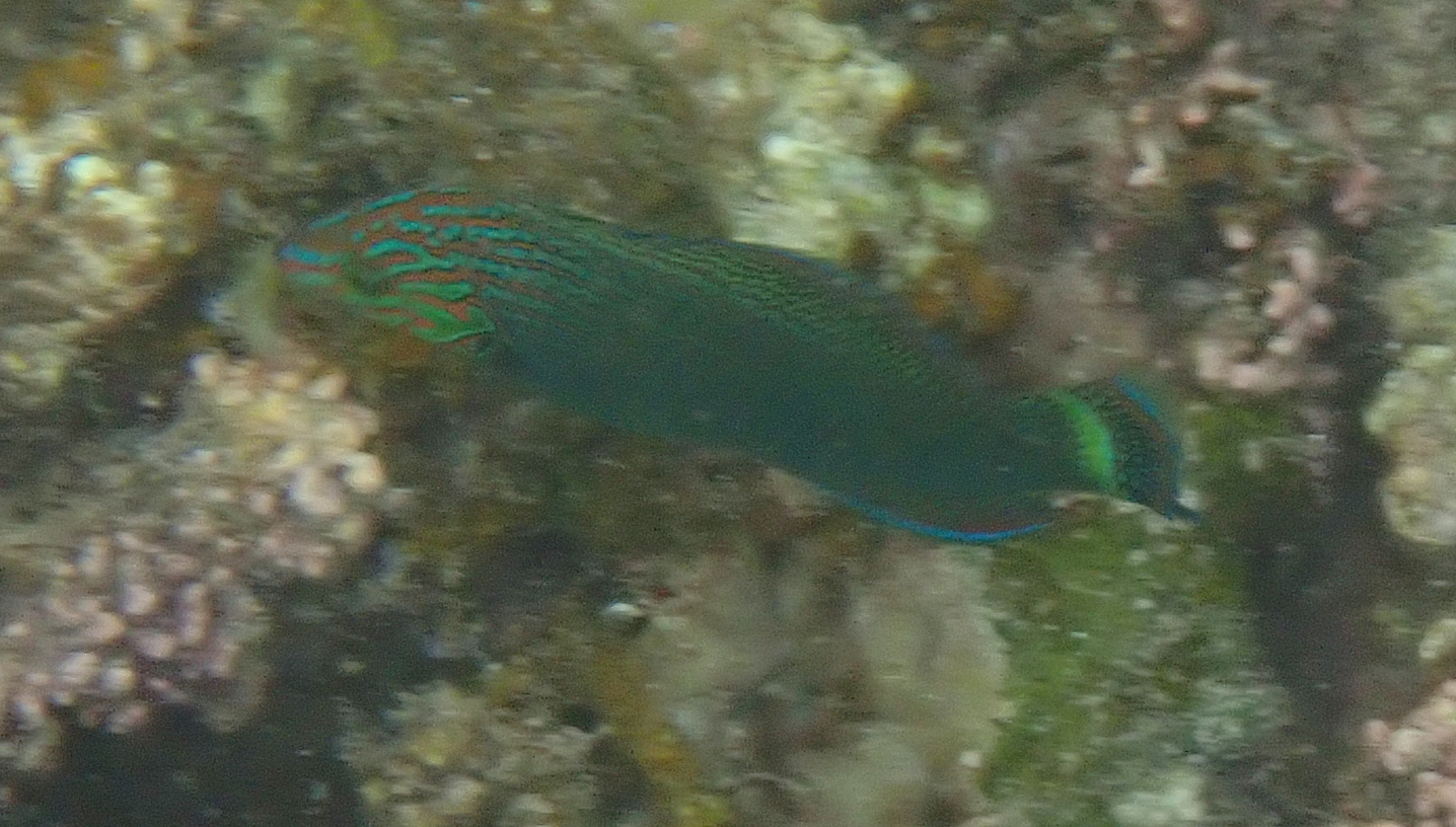 ภาพ ปลานกขุนทองคล้ำ (Halichoeres marginatus)
